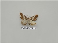藏品(尺蛾718)的圖片